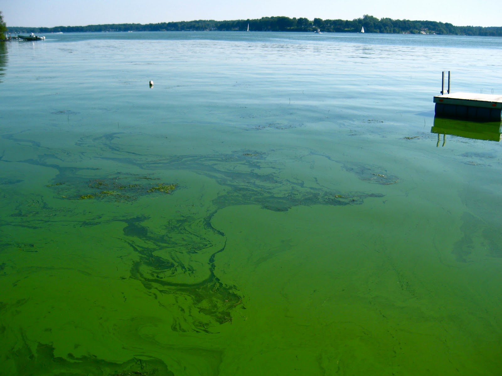 Зеленая вода в озере. Цветение воды цианобактерии. Эвтрофикация Балтийского моря. Вода цветет. Озеро цветет.