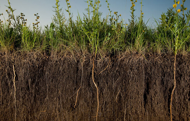 Regenerative Agriculture Offers a Way to Feed the World and Reverse